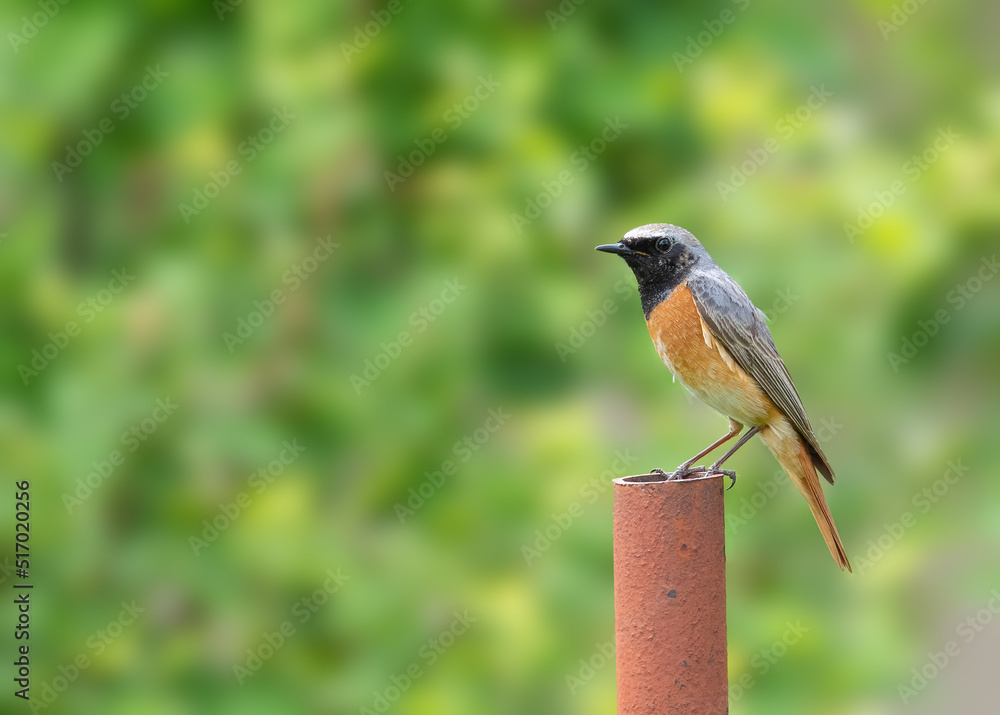 Common redstart, Phoenicurus phoenicurus. A bird sits on a metal pipe in the garden Common redstart, Phoenicurus phoenicurus. A bird sits on a metal pipe in the garden