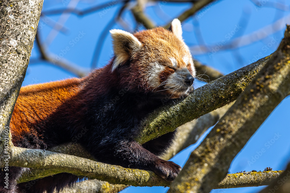Fototapeta premium The red panda, Ailurus fulgens, also called the lesser panda.