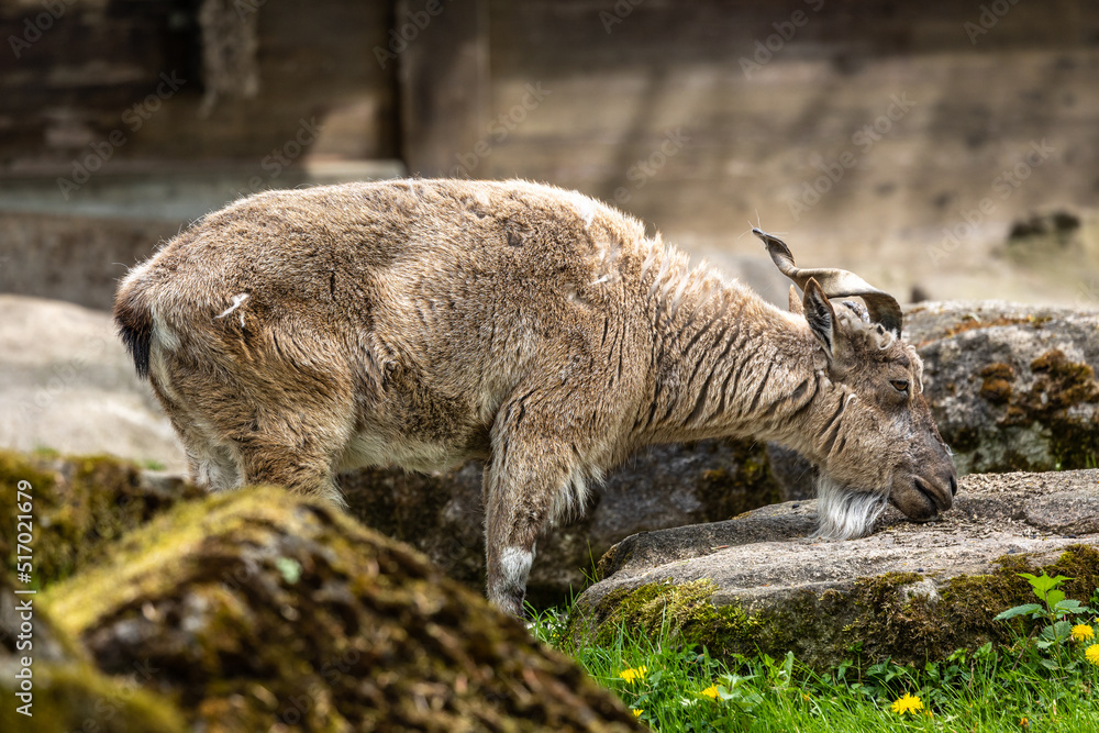 Turkmenian markhor, Capra falconeri heptneri stand on rocks Turkmenian markhor, Capra falconeri heptneri stand on rocks