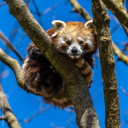 The red panda, Ailurus fulgens, also called the lesser panda. photo