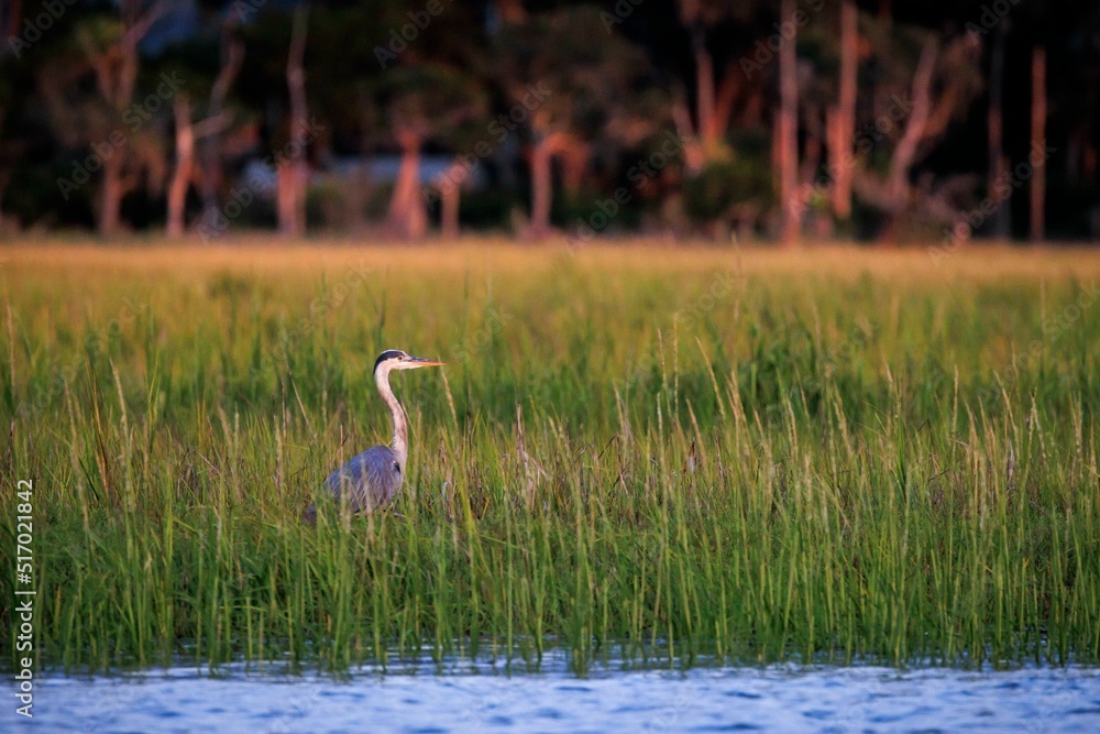 Fototapeta premium A great blue heron in a marsh near Charleston, SC.