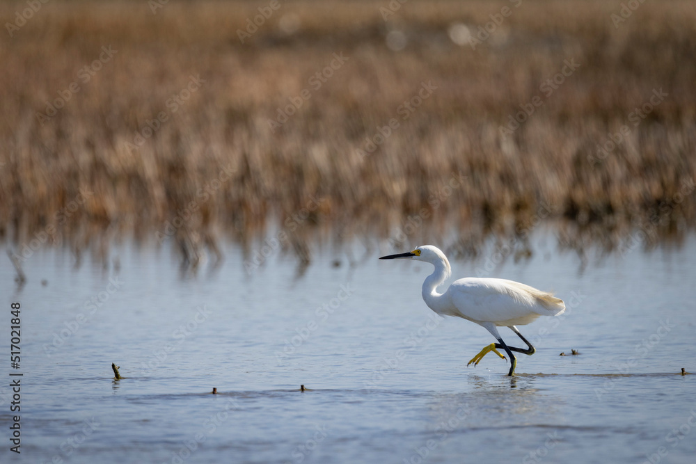 Fototapeta premium A white egret fishes along the coast near Charleston, SC.