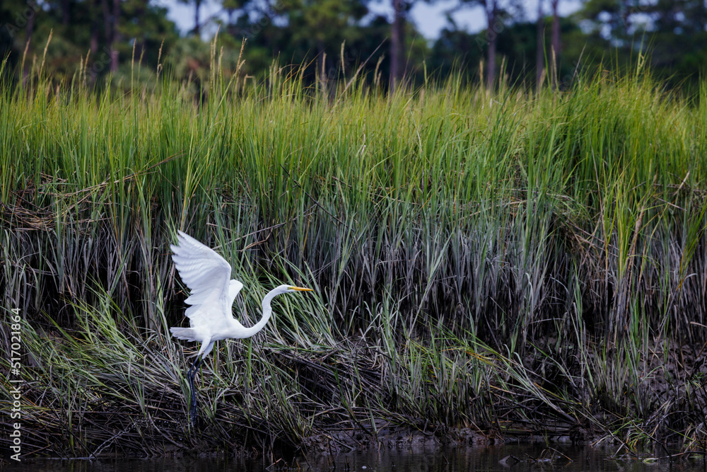 A great egret takes flight near Charleston, South Carolina. A great egret takes flight near Charleston, South Carolina.