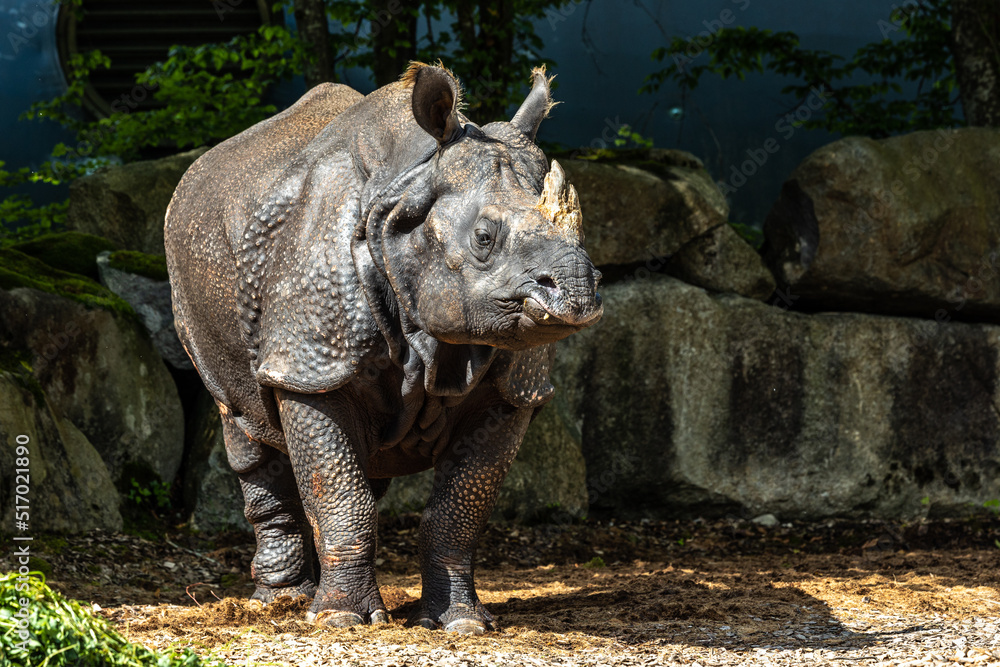 Fototapeta premium The Indian Rhinoceros, Rhinoceros unicornis aka Greater One-horned Rhinoceros