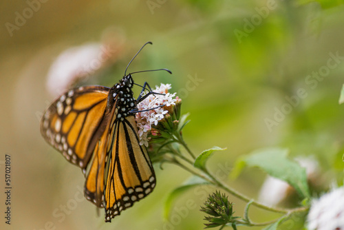 Beautiful monarch butterfly resting on a flower at a Mexican park