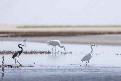 Canvas Print Egrets feed in coastal marshes near Charleston, SC.