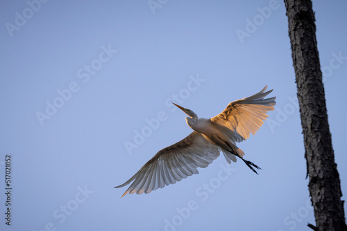 A white egret in flight near a marsh outside Charleston, SC. photo