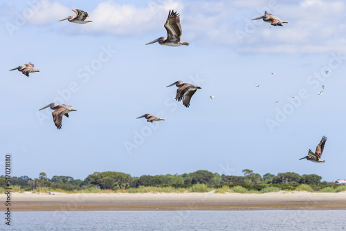 Pelicans fly along the coast near Charleston, SC.