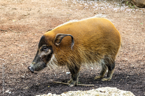 Red river hog, Potamochoerus porcus, also known as the bush pig.