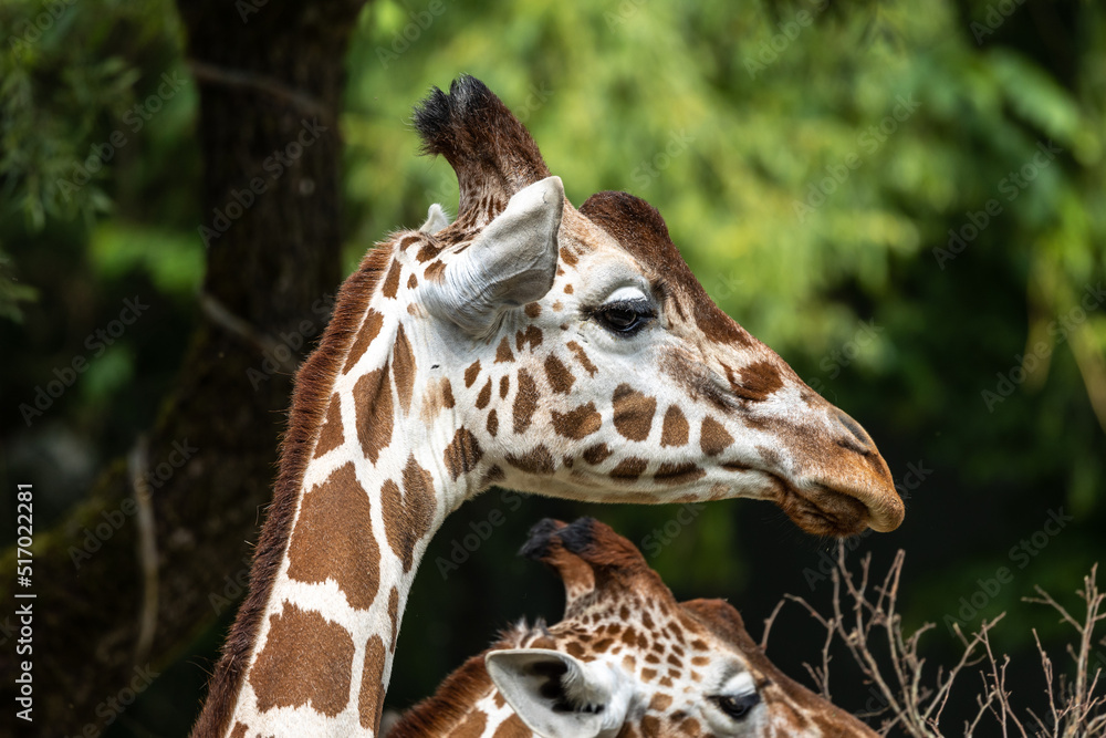 Fototapeta premium The giraffe, Giraffa camelopardalis is an African mammal