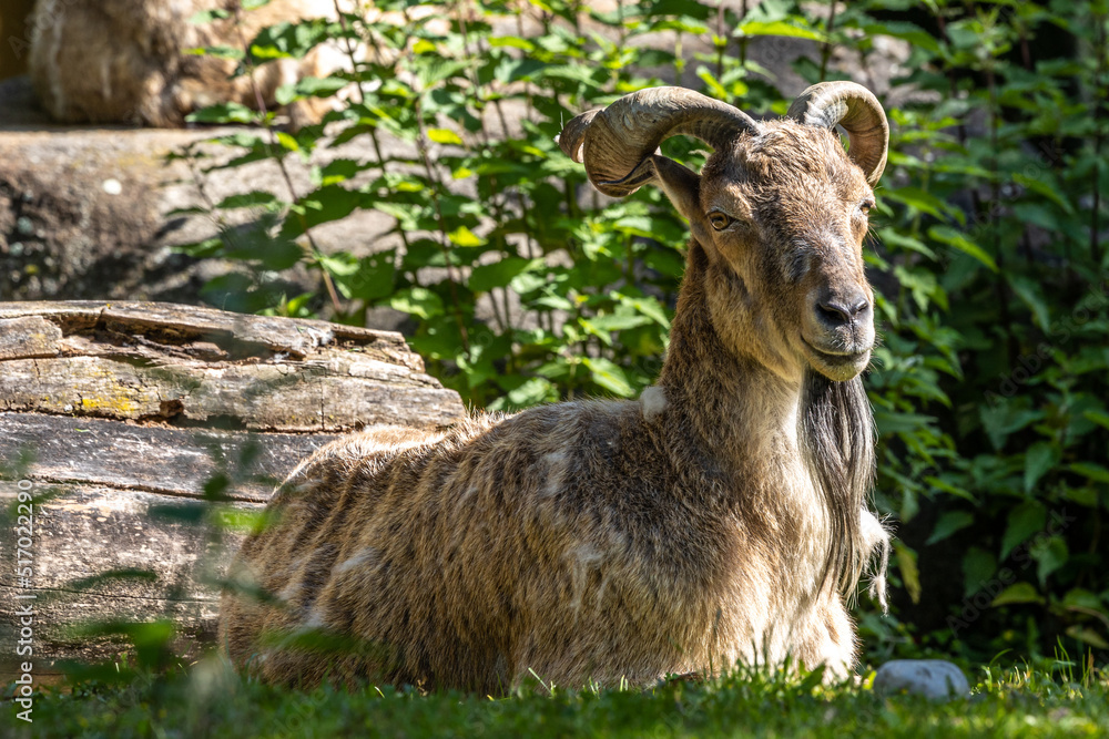 Fototapeta premium Turkmenian markhor, Capra falconeri heptneri living on the rocks