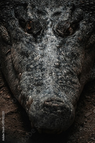 Fotografie, Tablou Closeup shot of crocodile head