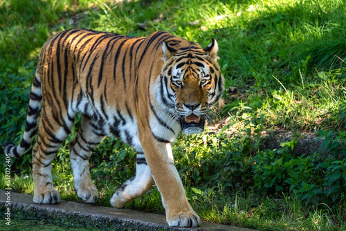Fototapeta Naklejka Na Ścianę i Meble -  The Siberian tiger,Panthera tigris altaica in a park