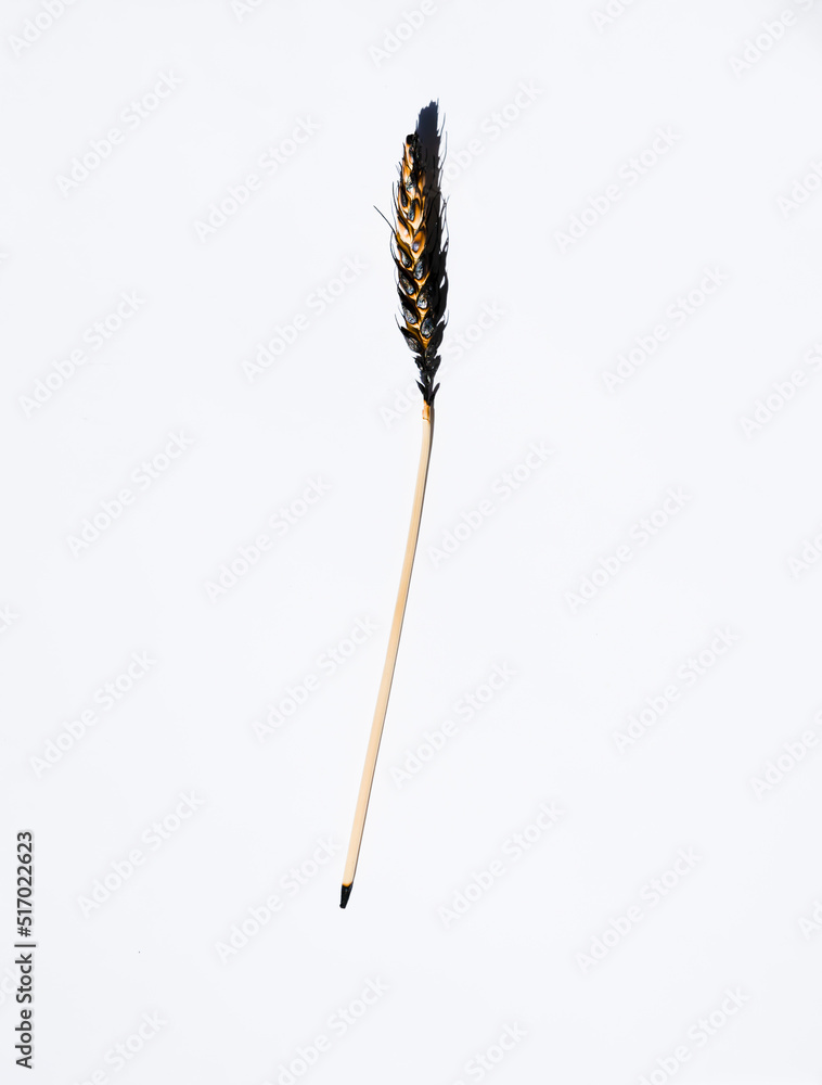 Golden burned wheat on a white background Golden burned wheat on a white background