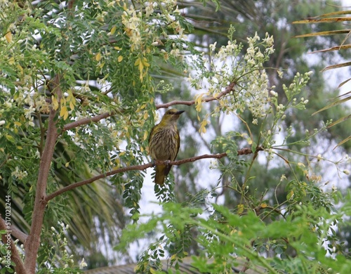 Close-up shot of an oriole bird sitting on a tree branch photo