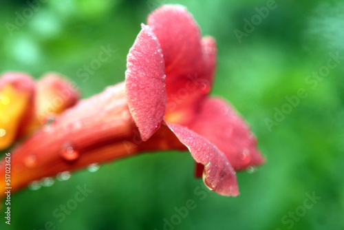 red flower with water drops