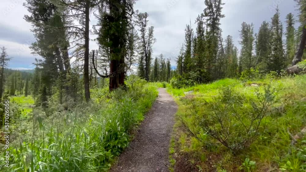 Camera move forward. Hiking trail walking path in wild green pine forest moving backwards. Walk through forest to mountains. green colors, large trees, mountain peaks and flowers field. Camera move forward. Hiking trail walking path in wild green pine forest moving backwards. Walk through forest to mountains. green colors, large trees, mountain peaks and flowers field.