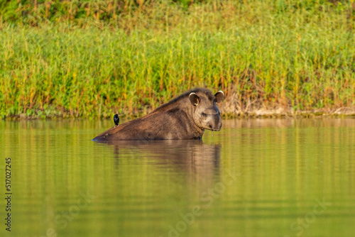 Tapir in El Impenetrable, Chaco