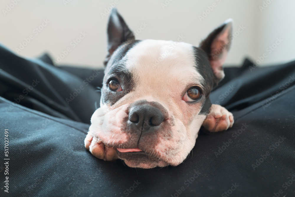 Focus on the eye of a cute young Boston Terrier dog looking up. She is resting her head on the side of a big pet bed with her muzzle resting on her paw and her tongue slightly out.
