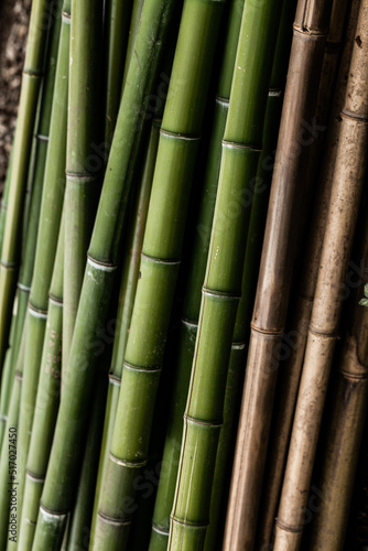 Fototapeta Naklejka Na Ścianę i Meble -  green and brown bamboo stalks, in daylight, vertical close up
