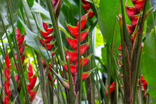 Closeup of heliconia wagneriana plant in a garden photo