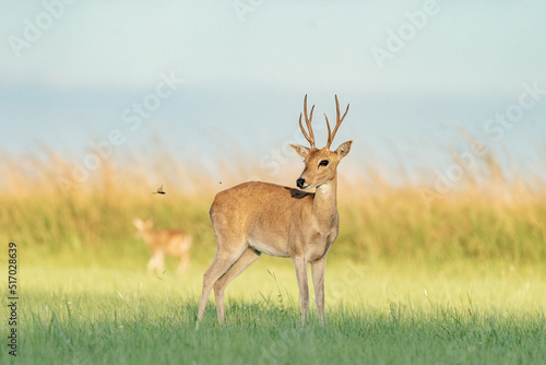 Pampas Deer