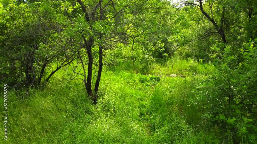 A small forest with shrubs and a clearing. The camera moves away moving low over the grass. A small forest with shrubs and a clearing. The camera moves away moving low over the grass.