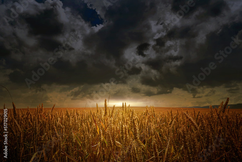 The last rays of the day over a golden wheat field under a threatening dark cloudy sky
