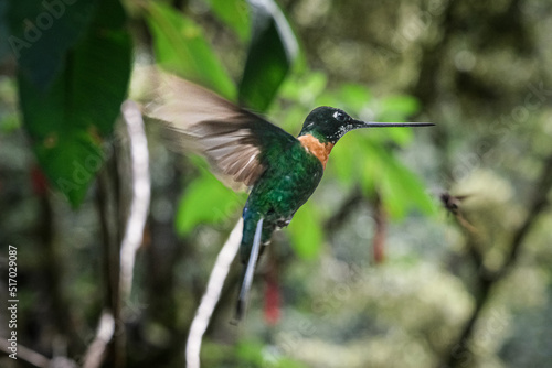 A green and orange Hummingbird in flight with open wings in Peru photo