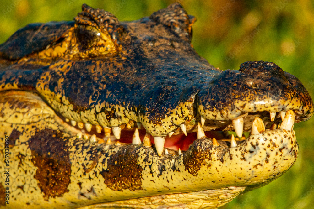 Obraz premium Caiman yacare