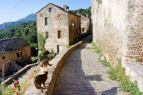 Cats in street of old Corsica village. Velone Orneto