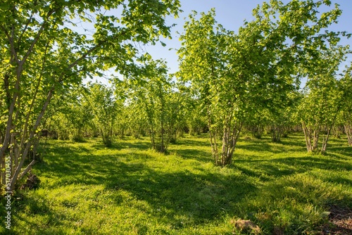 Fotografie Scenic view of hazelnut tree plantations in the golden hour