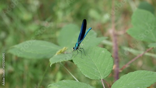 Blue Damselfy, small Dragonfly, on top of leaf on the woods. Veined wings and hindwing fold. This insect is a bioindicator of the health of an ecosystem in the environment. Wetland habitat. photo