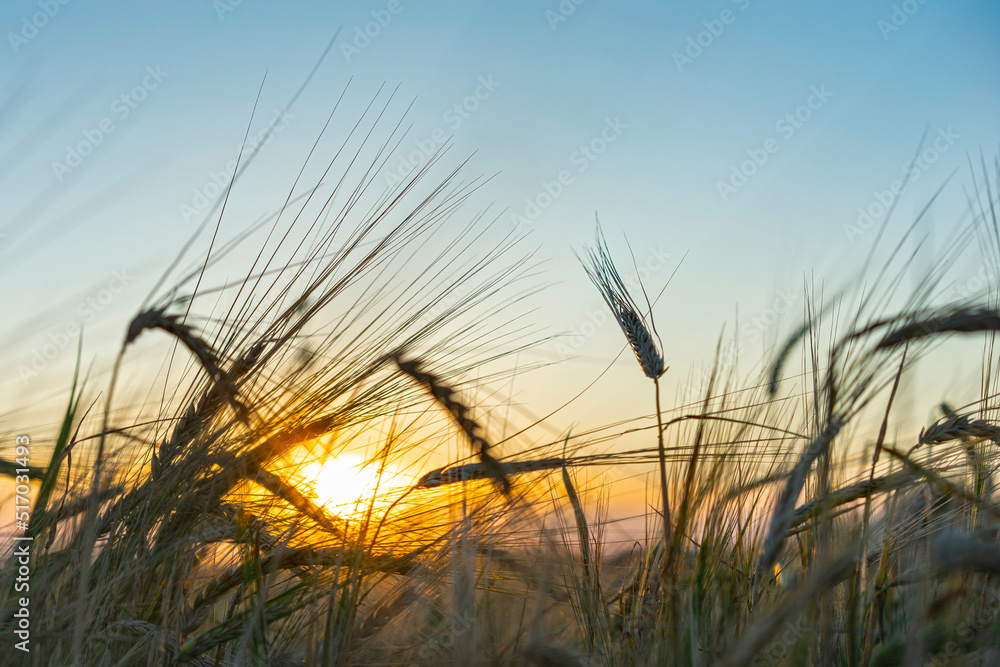 Wheat field at sunset.  A field of wheat in August. Summer time. Spikelets of wheat close up. Blue sky, clouds over the field.