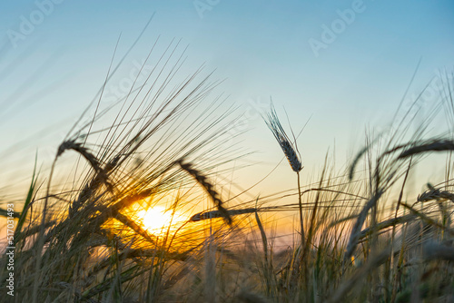 Wheat field at sunset. A field of wheat in August. Summer time. Spikelets of wheat close up. Blue sky, clouds over the field.