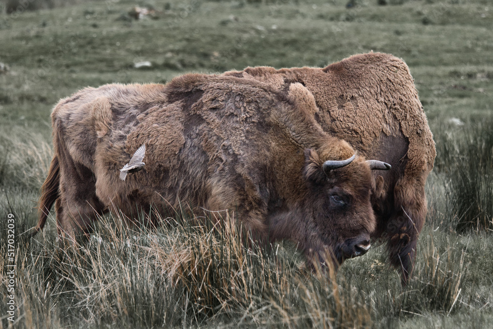 European Bison moulting in Scottish Highland Wildlife park with bird European Bison moulting in Scottish Highland Wildlife park with bird