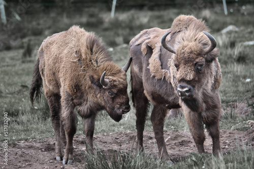European Bison moulting in Scottish Highland Wildlife park