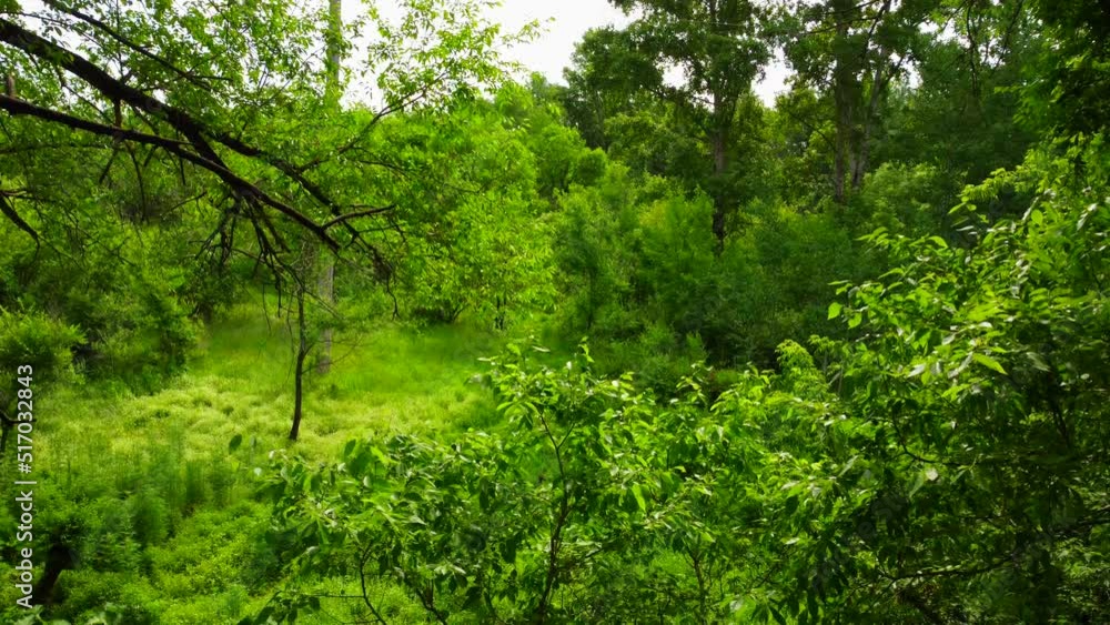 A small forest with shrubs and a clearing. The camera descends down along the trunk of the tree. A small forest with shrubs and a clearing. The camera descends down along the trunk of the tree.