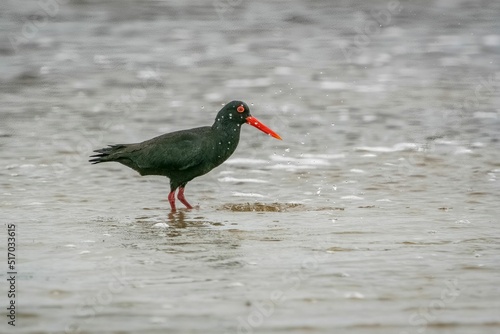 Closeup of an African oyster catcheror or an African black oystercatcher standing in the ocean