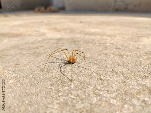 Closeup of a harvestmen spider with long legs on the ground on a sunny day photo
