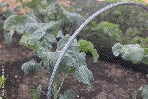 Green netted cloche in vegetable garden with young cabbages growing inside