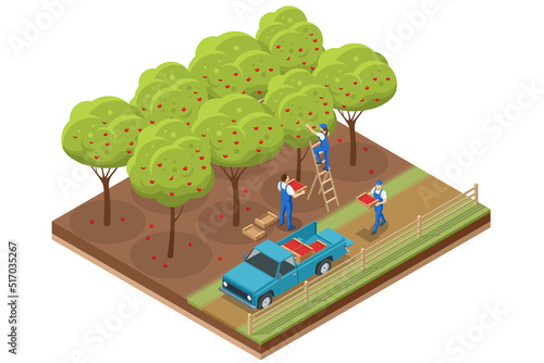 Isometric Apple harvest. Ripe apples on an apple orchard. Organic Fresh Products, Premium Quality