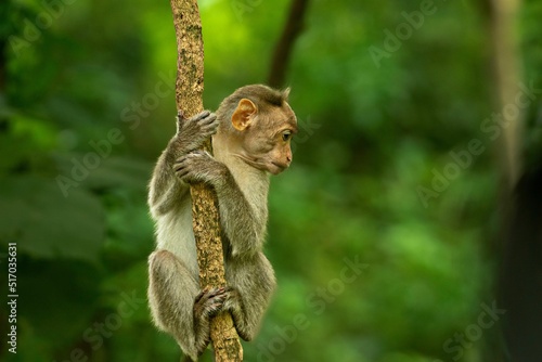 Photography Cute monkey on a tree