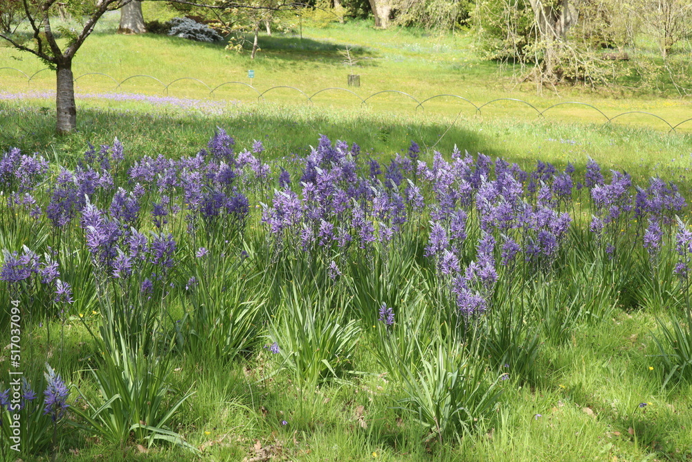 Bluebells growing in a grassy meadow Bluebells growing in a grassy meadow