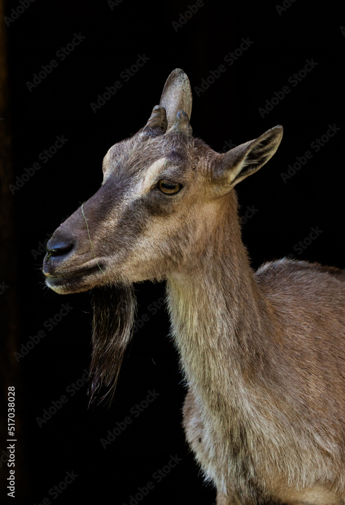 Portrait of the goat