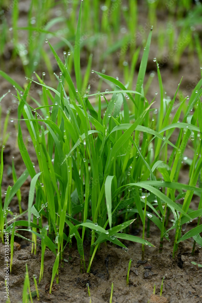 closeup the bunch green ripe paddy plant soil heap and growing in the farm soft focus natural green brown background. closeup the bunch green ripe paddy plant soil heap and growing in the farm soft focus natural green brown background.