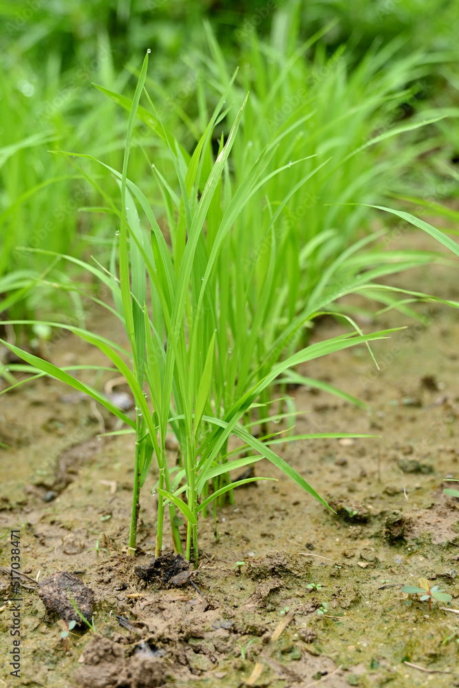 Obraz premium closeup the bunch green ripe paddy plant soil heap in row and growing in the farm soft focus natural green brown background.