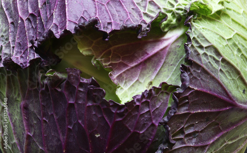 Macro-photography of a French variety Violet de Pontoise cabbage for food illustration