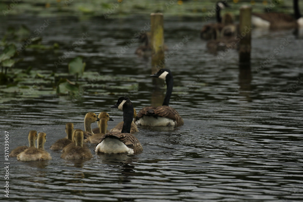 Fototapeta premium Canada Goose with goslings, United Kingdom