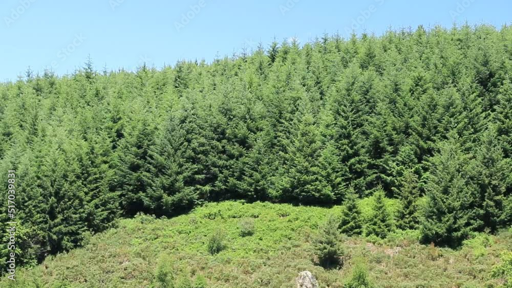 Forêt de conifères plantés et entretenus dans le cadre d'un reboisement ...